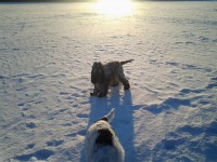 /album/ilpo/maalliskuu13-041-jpg/